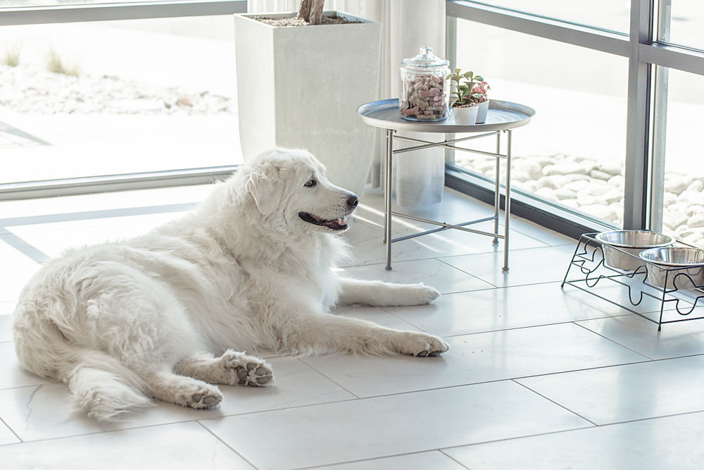 MarqPromenade_Dog 10